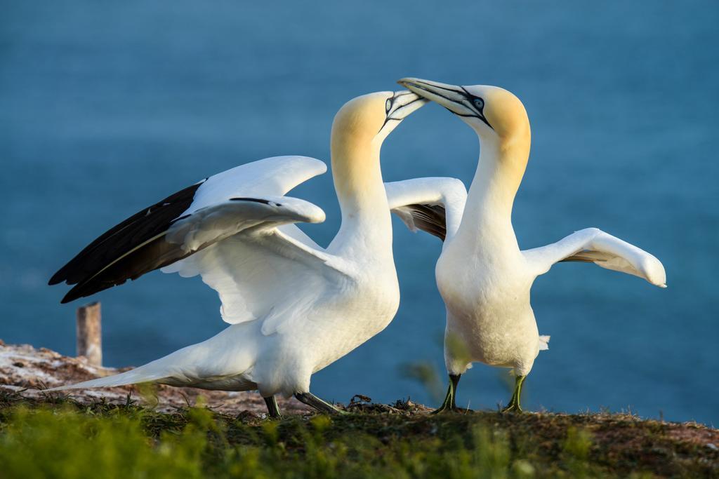 Haus Sabina Apartman Helgoland Kültér fotó